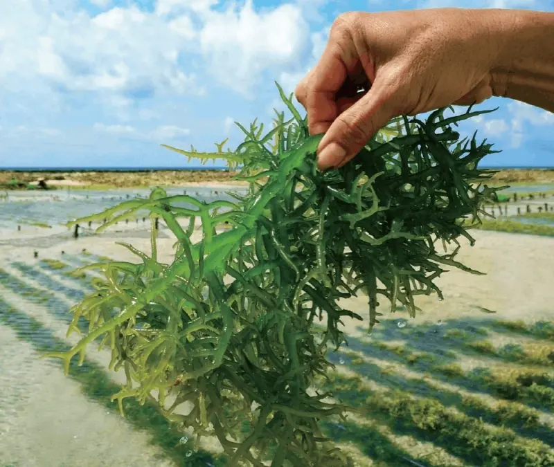 Sustainable Eucheuma Seaweed Cultivation for Pharmaceutical-Grade Carrageenan
