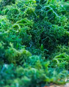 Sustainable Eucheuma Seaweed Cultivation for Pharmaceutical-Grade Carrageenan