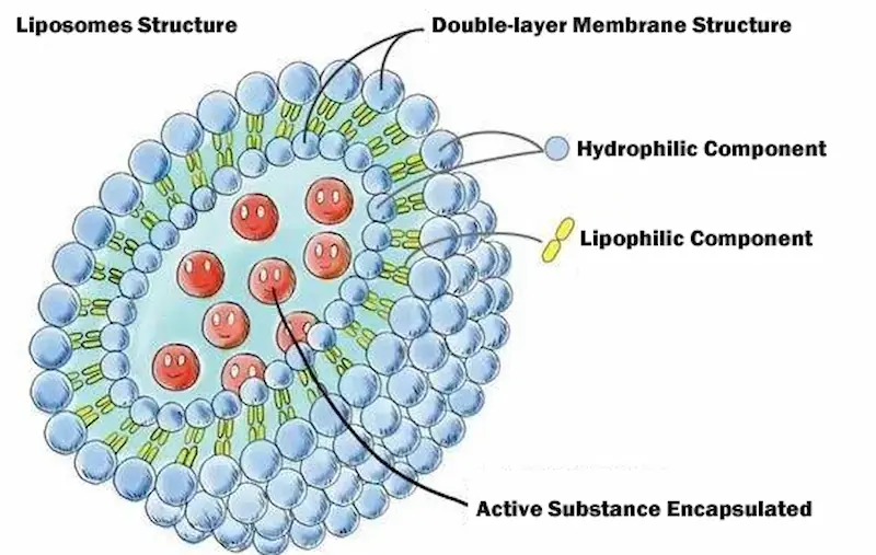 hylix liposome structure nanolayer architecture