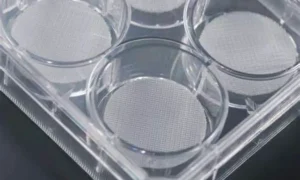 3d-cell-culture-scaffolds-gellan-gum-hylixchem