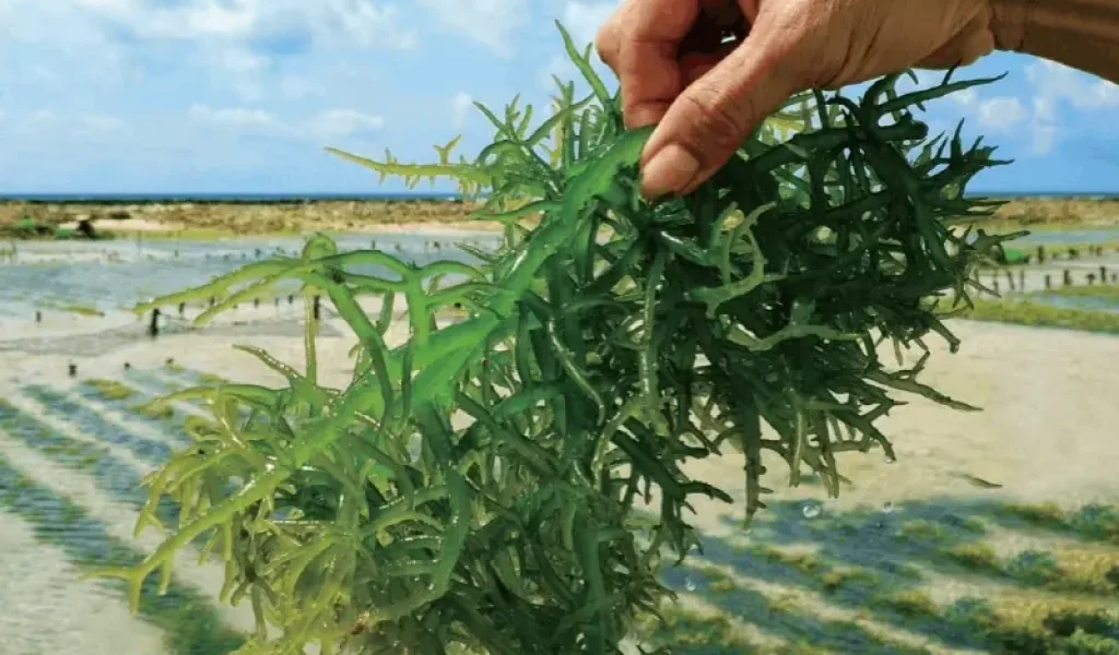 hylix-carrageenan-source-sustainable-seaweed-farming