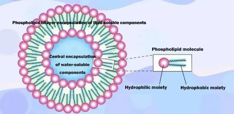 Schematic Diagram of Hylix's pH-Sensitive Liposomal Drug Delivery System